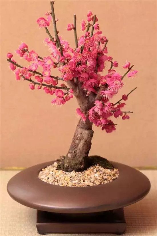 家里放這些植物大吉大利 你家有了嗎？